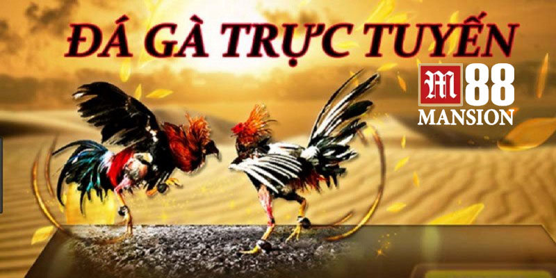 đá gà trực tuyến M88