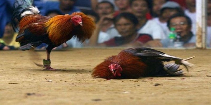 cách đọc kèo đá gà cựa dao tại m88