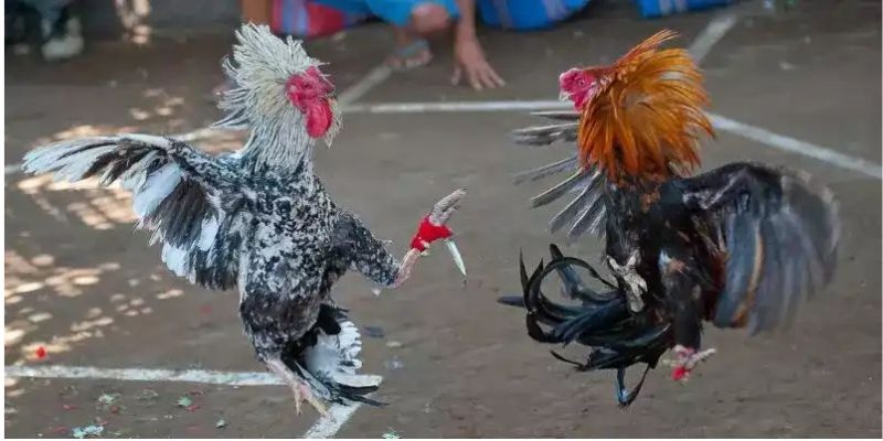 đá gà cựa dao là gì